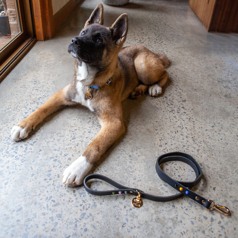 Smooth Spike Leather Dog Leash - Rocky Noir