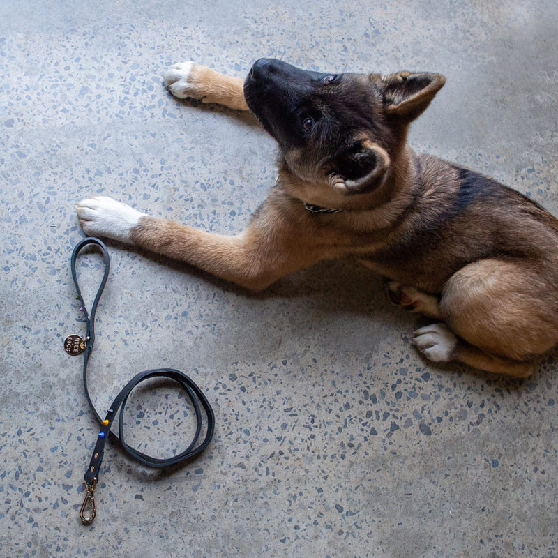 Smooth Spike Leather Dog Leash - Rocky Noir