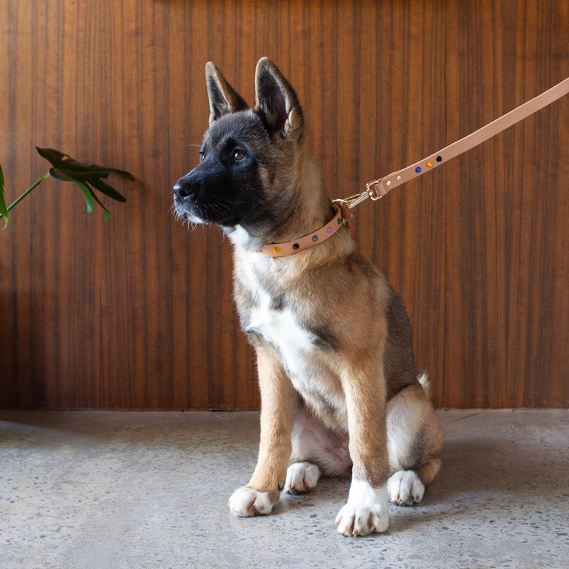Smooth Spike Leather Dog Leash - Rocky Tan