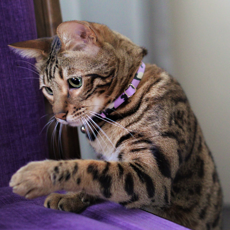 Animal Leather Cat Collar - Lilac