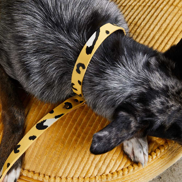 Animal Leather Dog Collar - Butter