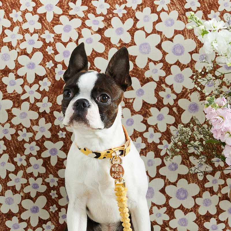 Animal Leather Dog Collar - Butter
