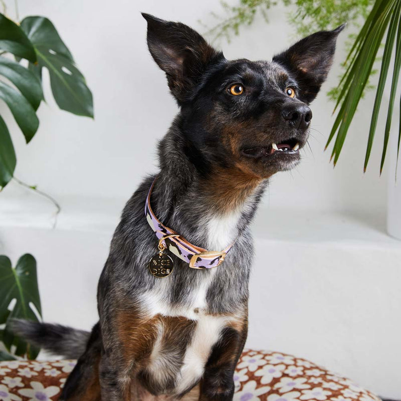 Animal Leather Dog Collar - Lilac