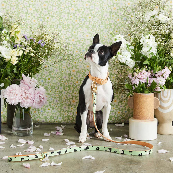 Animal Leather Leash - Pistachio