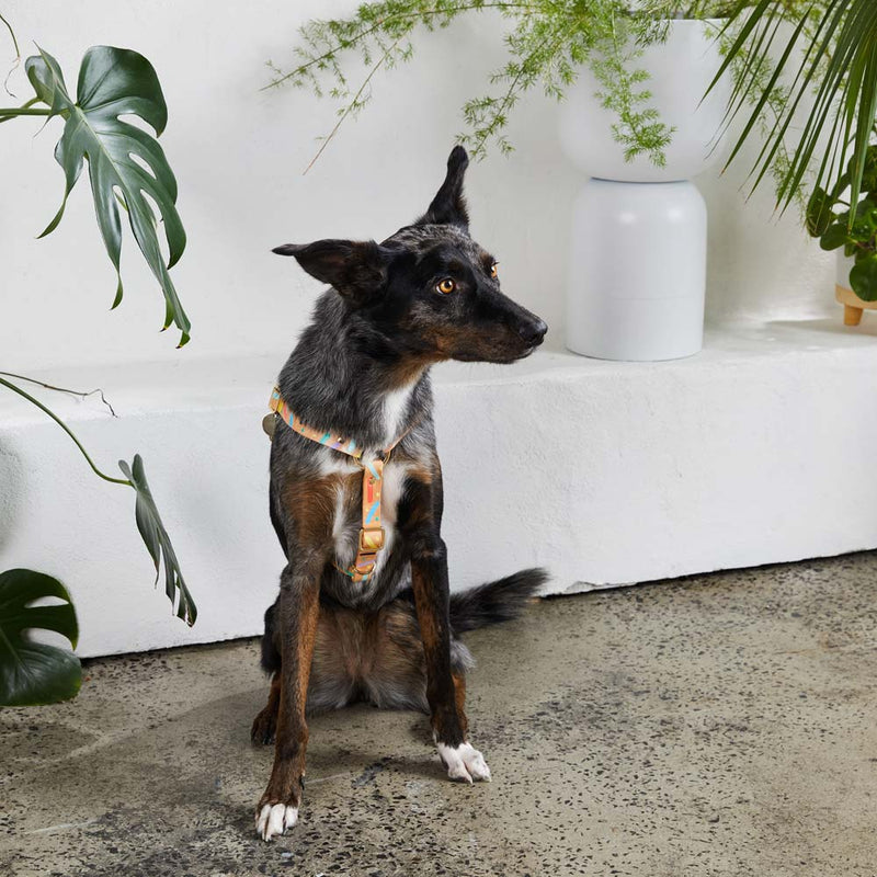 Confetti Leather Non-Pull Dog Harness