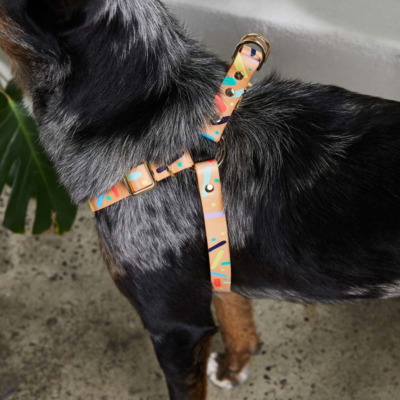 Confetti Leather Non-Pull Dog Harness