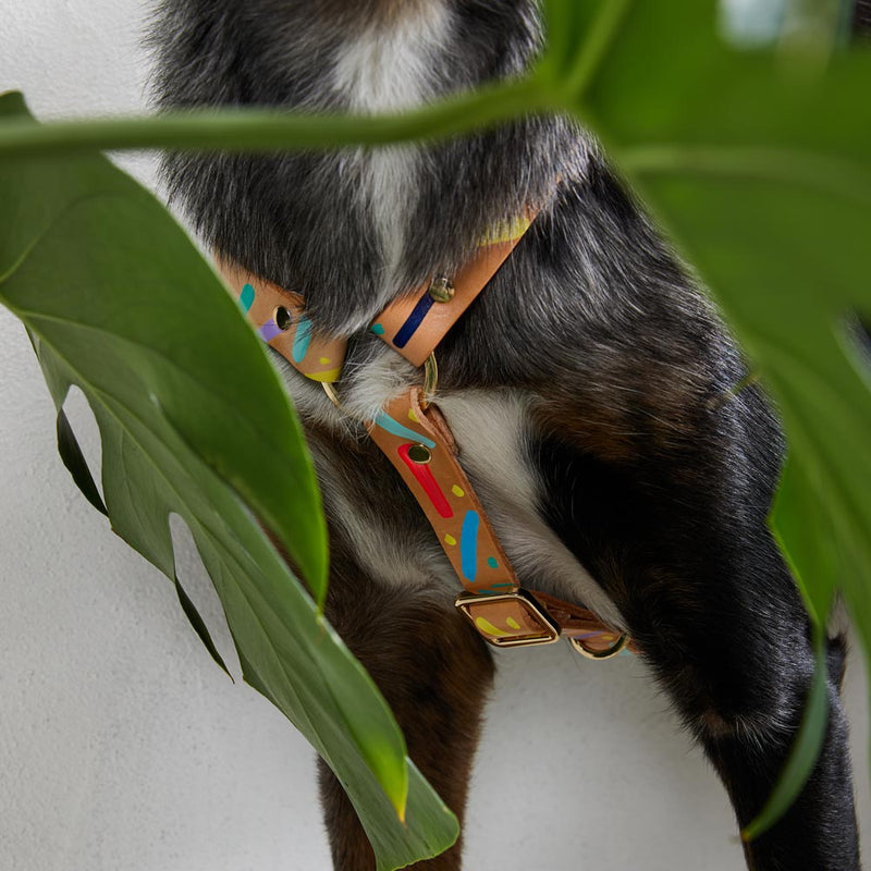 Confetti Leather Non-Pull Dog Harness