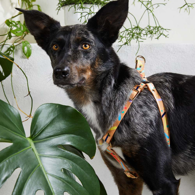 Confetti Leather Non-Pull Dog Harness