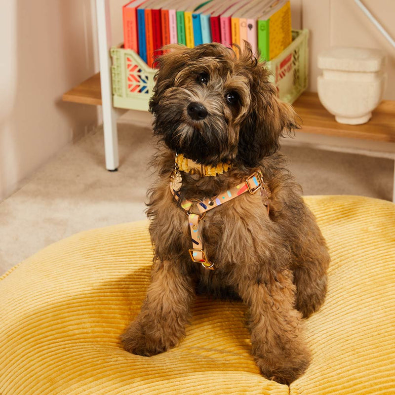 Confetti Leather Non-Pull Dog Harness
