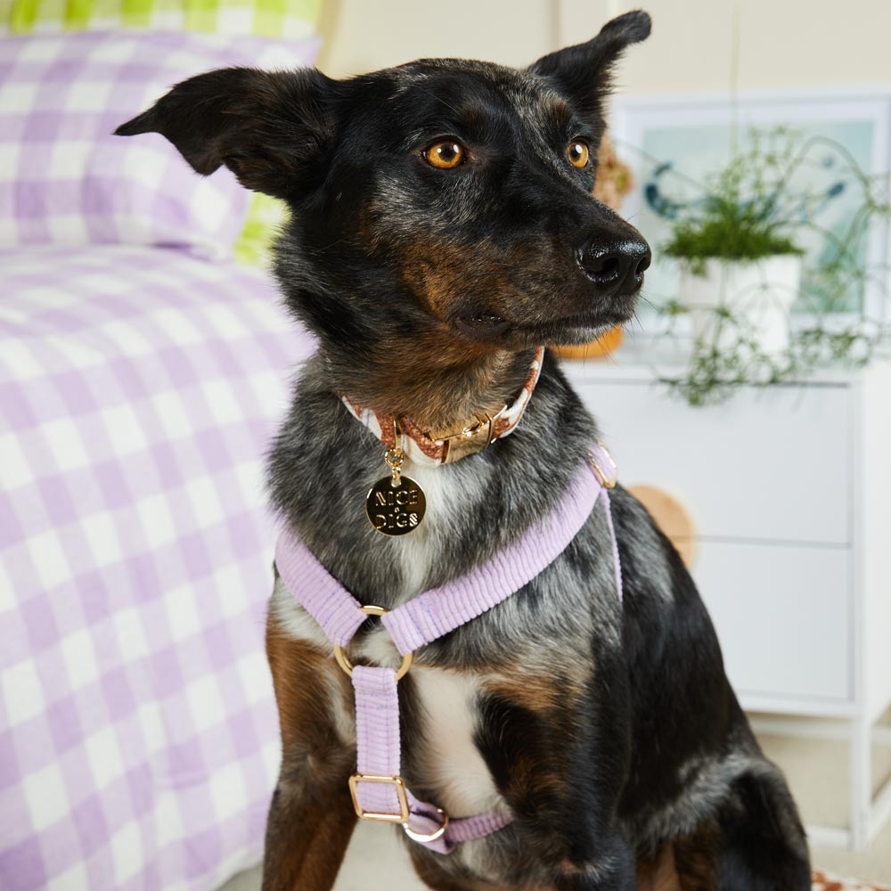 Cord Non-Pull Dog Harness - Lilac