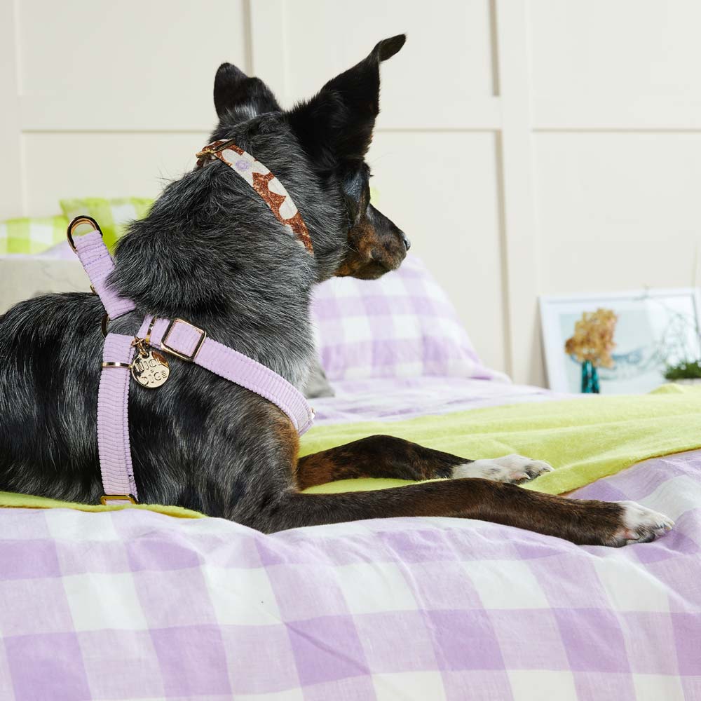 Cord Non-Pull Dog Harness - Lilac