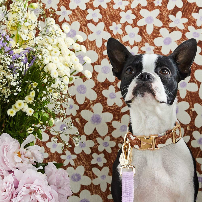 Daisy Printed Dog Collar - Pecan