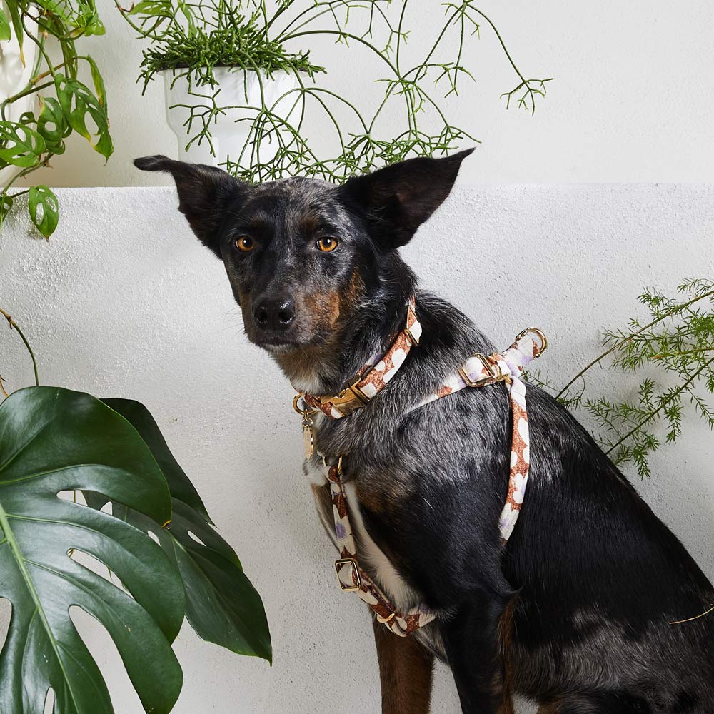 Daisy Printed Dog Collar - Pecan