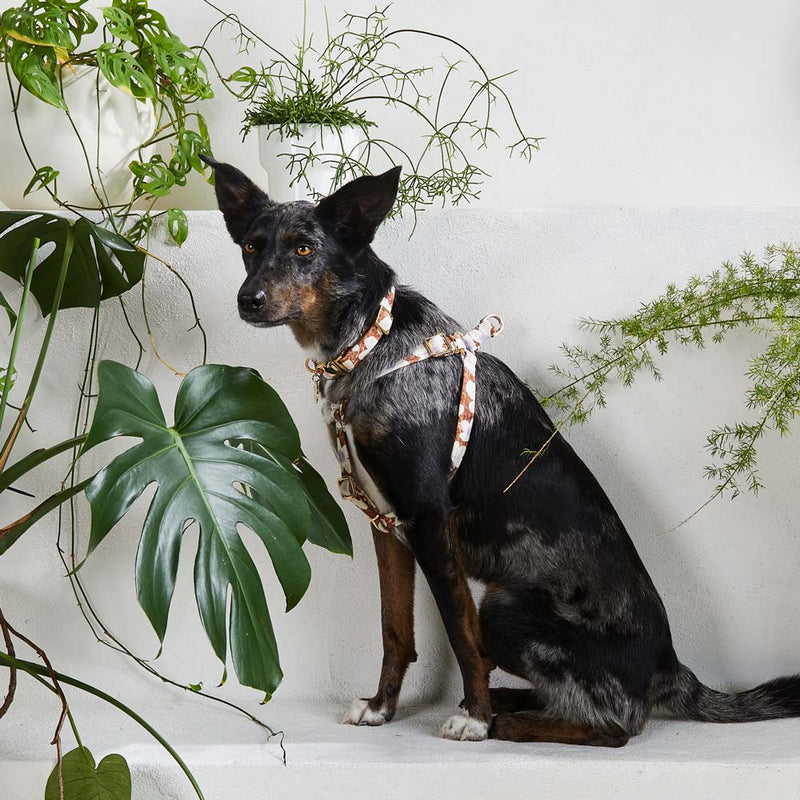 Daisy Printed Non-Pull Dog Harness - Pecan