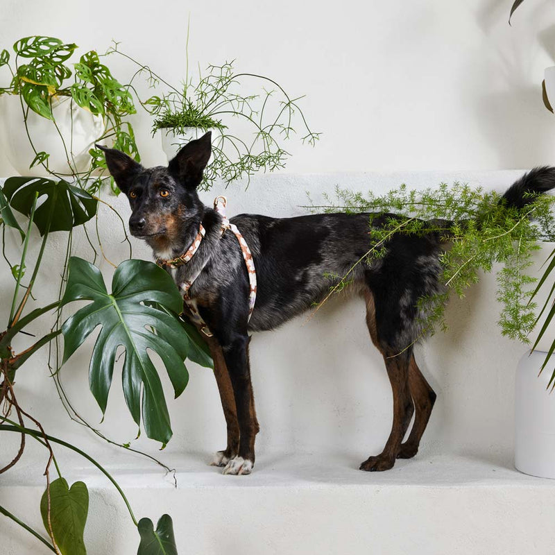 Daisy Printed Non-Pull Dog Harness - Pecan