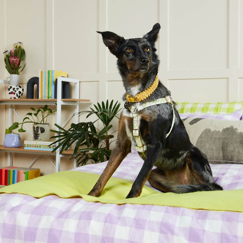 Daisy Printed Non-Pull Dog Harness - Pistachio