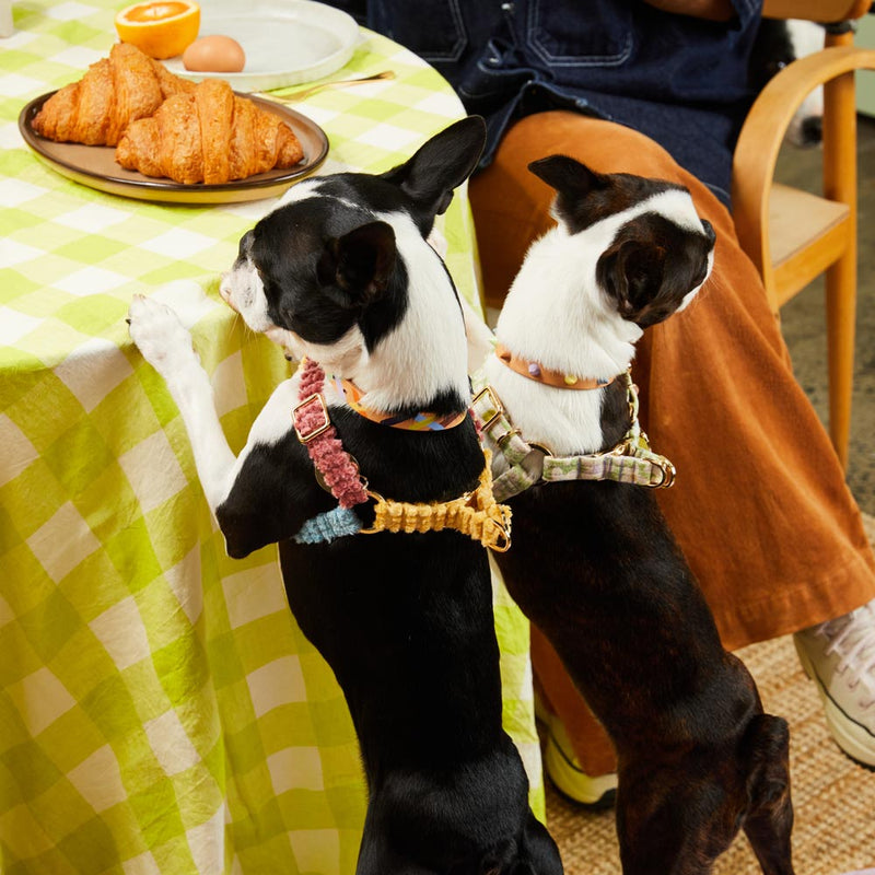 Daisy Printed Non-Pull Dog Harness - Pistachio
