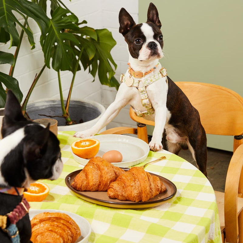 Daisy Printed Non-Pull Dog Harness - Pistachio