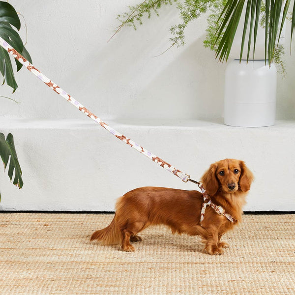 Daisy Printed Leash - Pecan