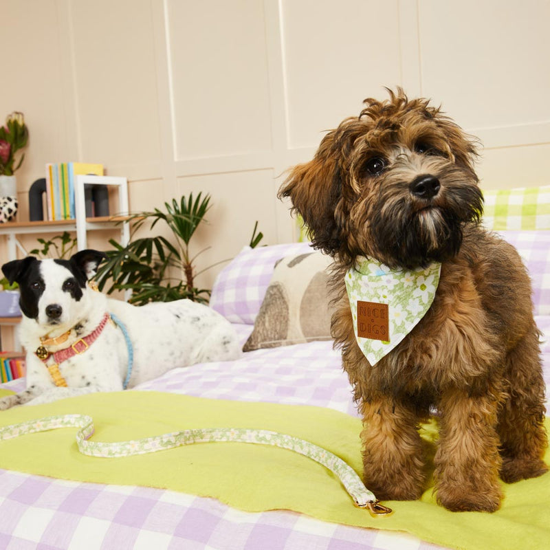 Daisy Printed Leash - Pistachio