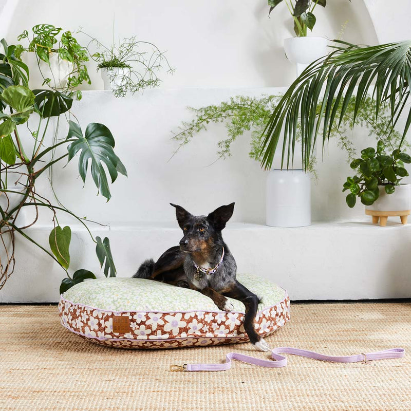 I Dream of Daisy Dog Bed