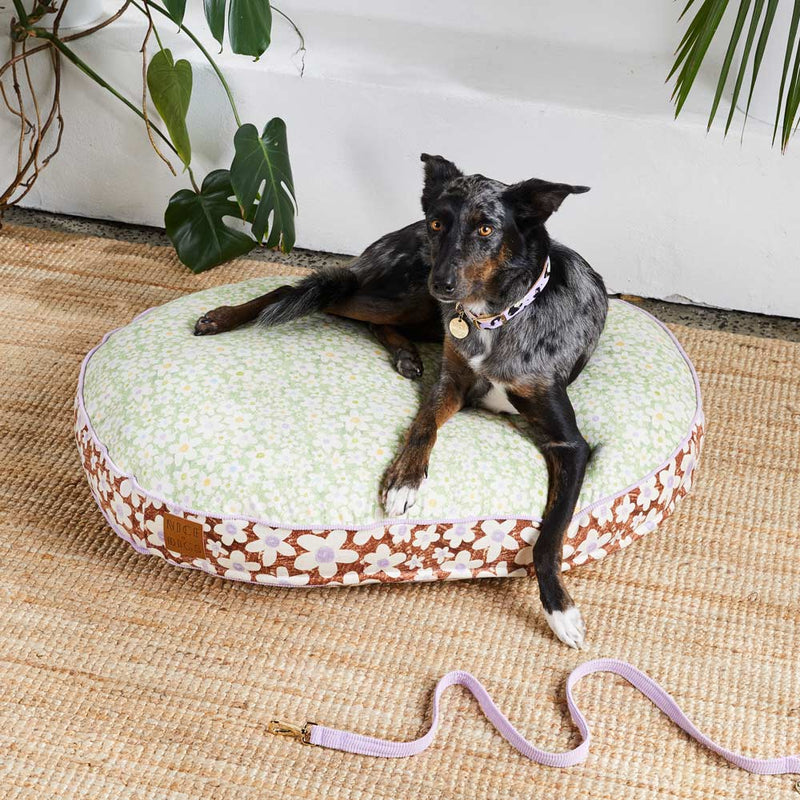 I Dream of Daisy Dog Bed