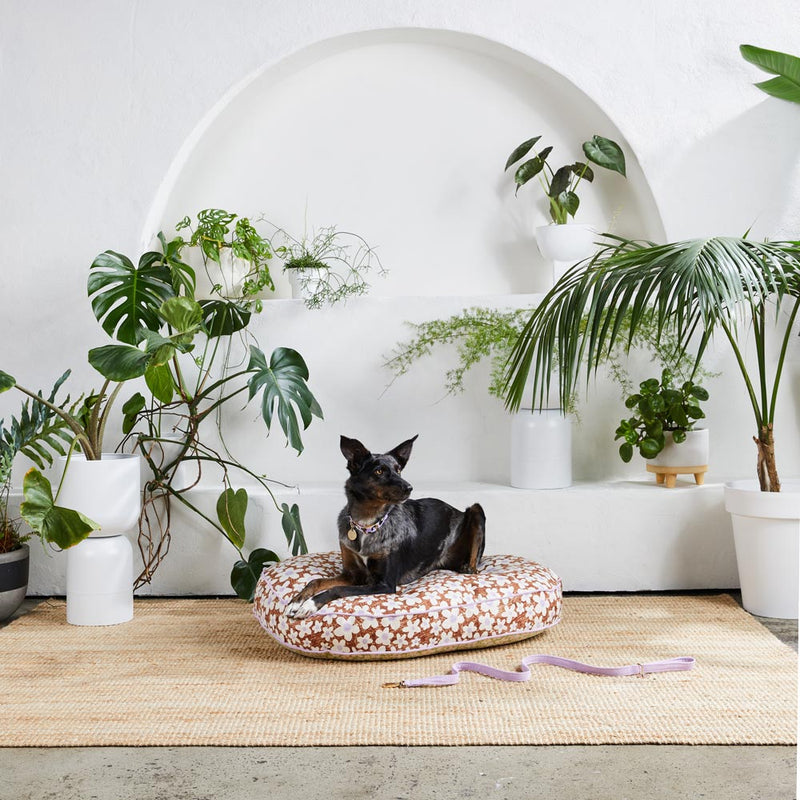 I Dream of Daisy Dog Bed