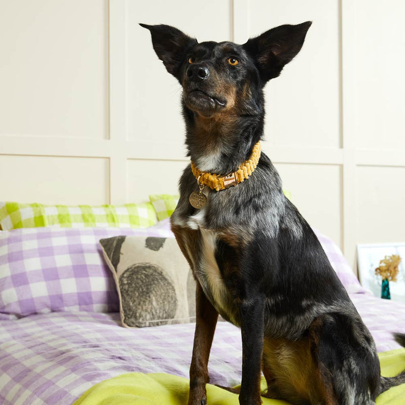 Jumbo Cord Dog Collar - Butter