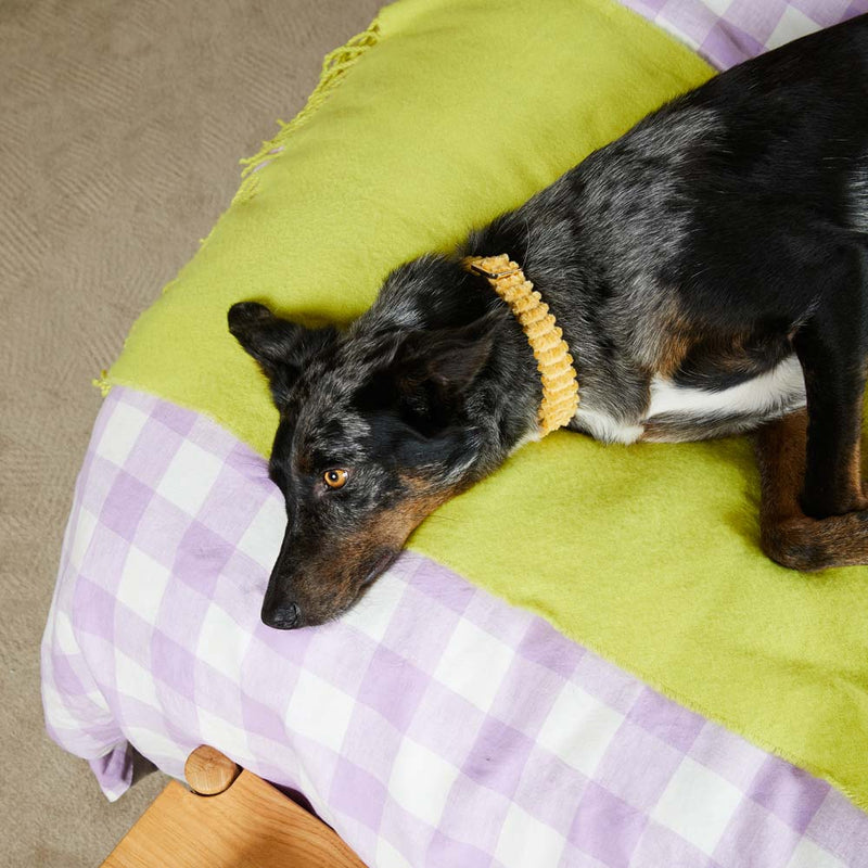 Jumbo Cord Dog Collar - Butter