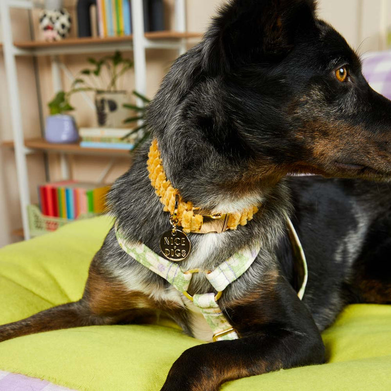 Jumbo Cord Dog Collar - Butter