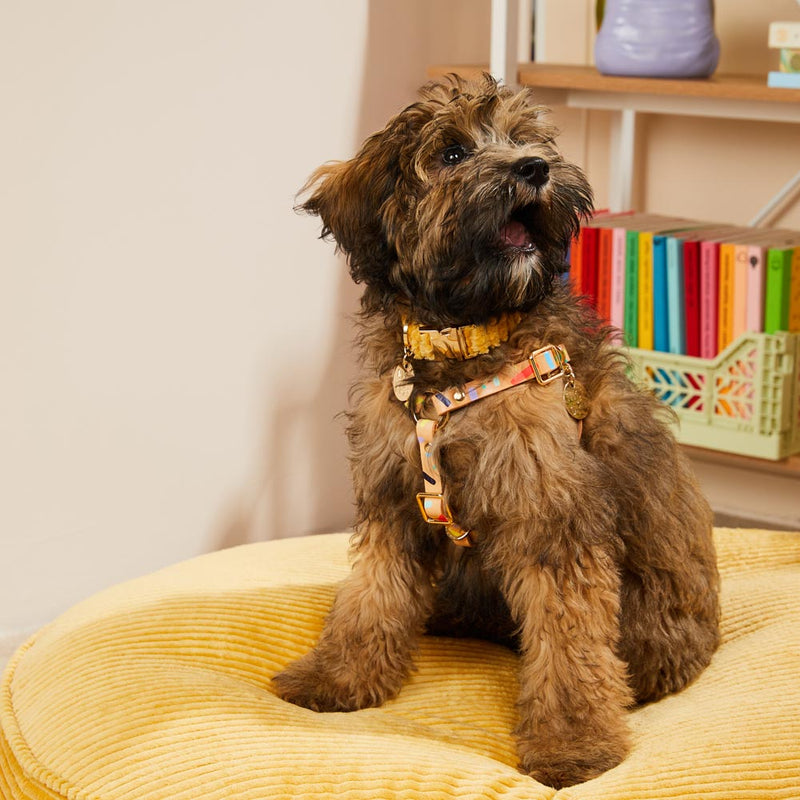Jumbo Cord Dog Collar - Butter