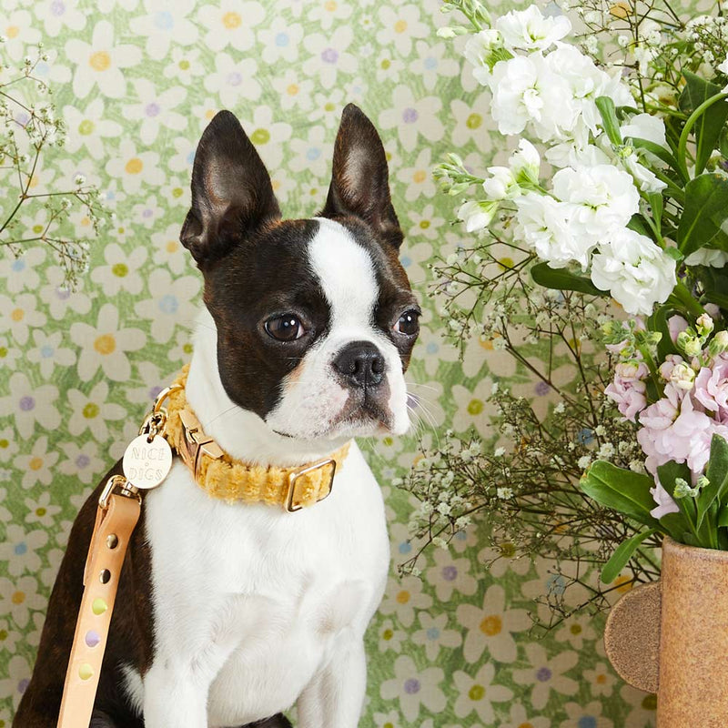 Jumbo Cord Dog Collar - Butter