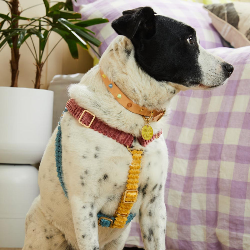 Jumbo Cord Non-Pull Dog Harness - Sorbet