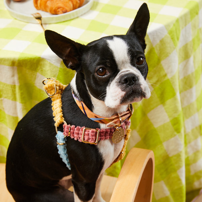 Jumbo Cord Non-Pull Dog Harness - Sorbet