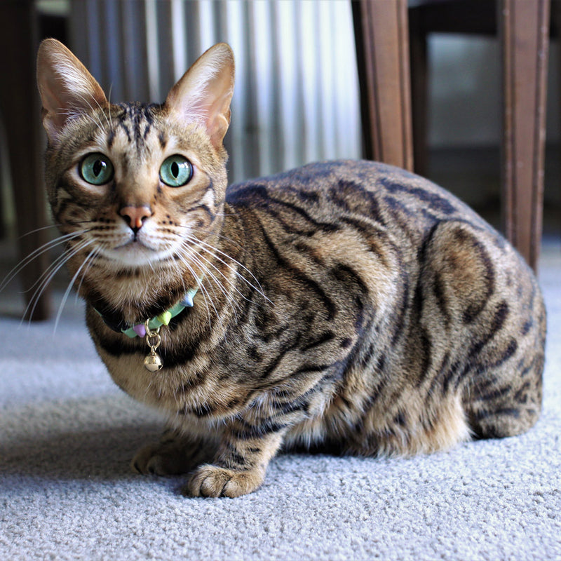 Spike Leather Cat Collar - Sorbet Pistachio