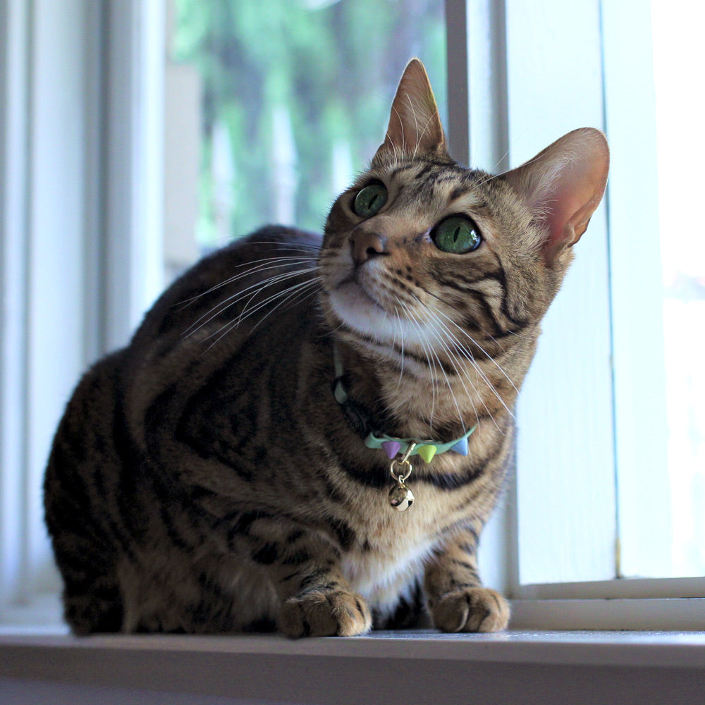 Spike Leather Cat Collar - Sorbet Pistachio