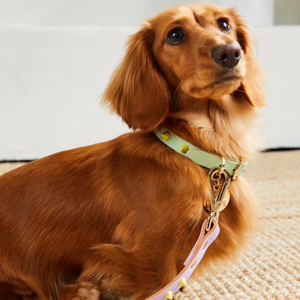 Smooth Spike Leather Dog Collar - Lime Pistachio