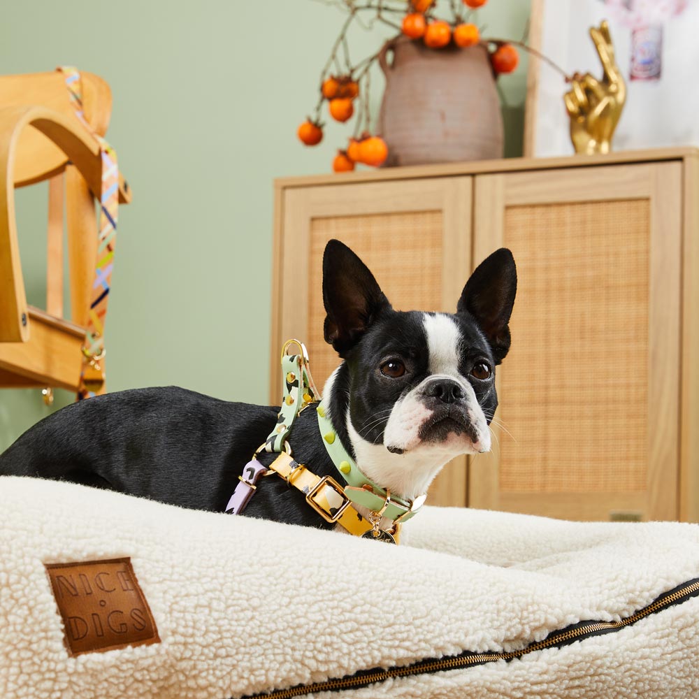 Smooth Spike Leather Dog Collar - Lime Pistachio