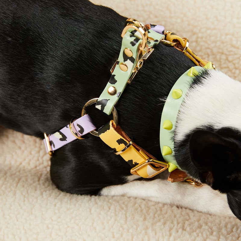 Lime Dog Leash & Collar set- PU Leather Designer Fashion Pet