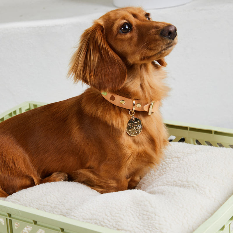 Smooth Spike Leather Dog Collar - Sorbet Tan