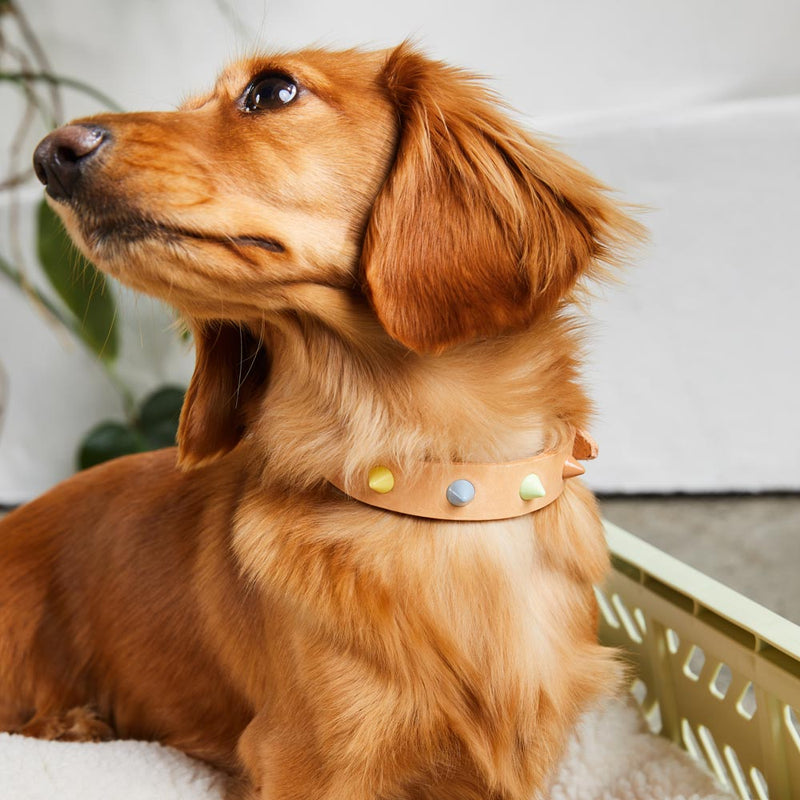 Smooth Spike Leather Dog Collar - Sorbet Tan