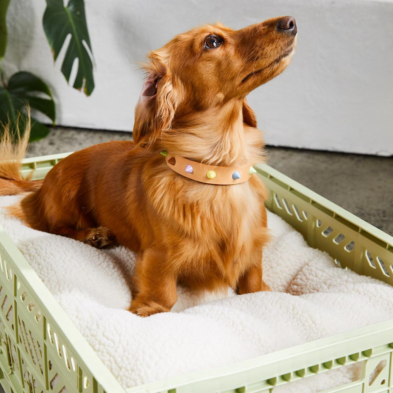 Smooth Spike Leather Dog Collar - Sorbet Tan