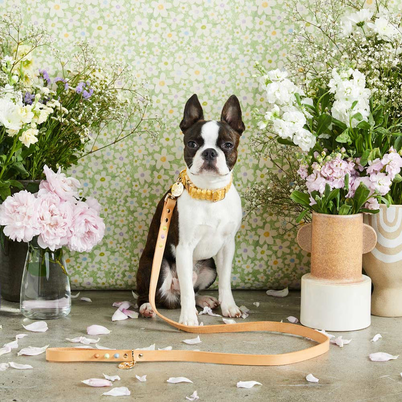 Smooth Spike Leather Dog Leash - Sorbet Tan