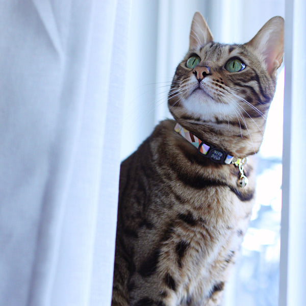Sunday Best Leather Cat Collar