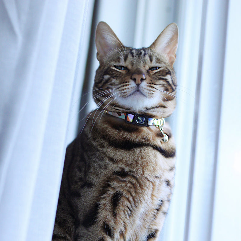 Sunday Best Leather Cat Collar