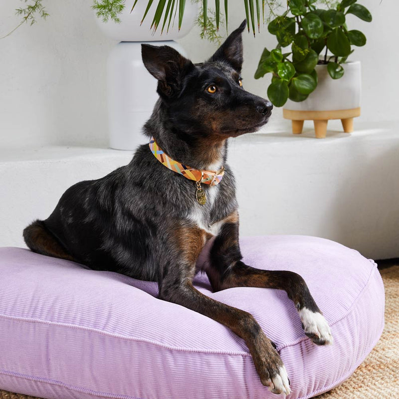 Sunday Best Leather Dog Collar