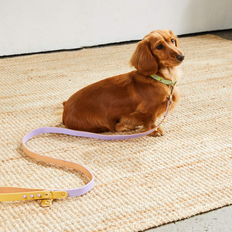 Two Tone Spike Leather Dog Leash - Lilac