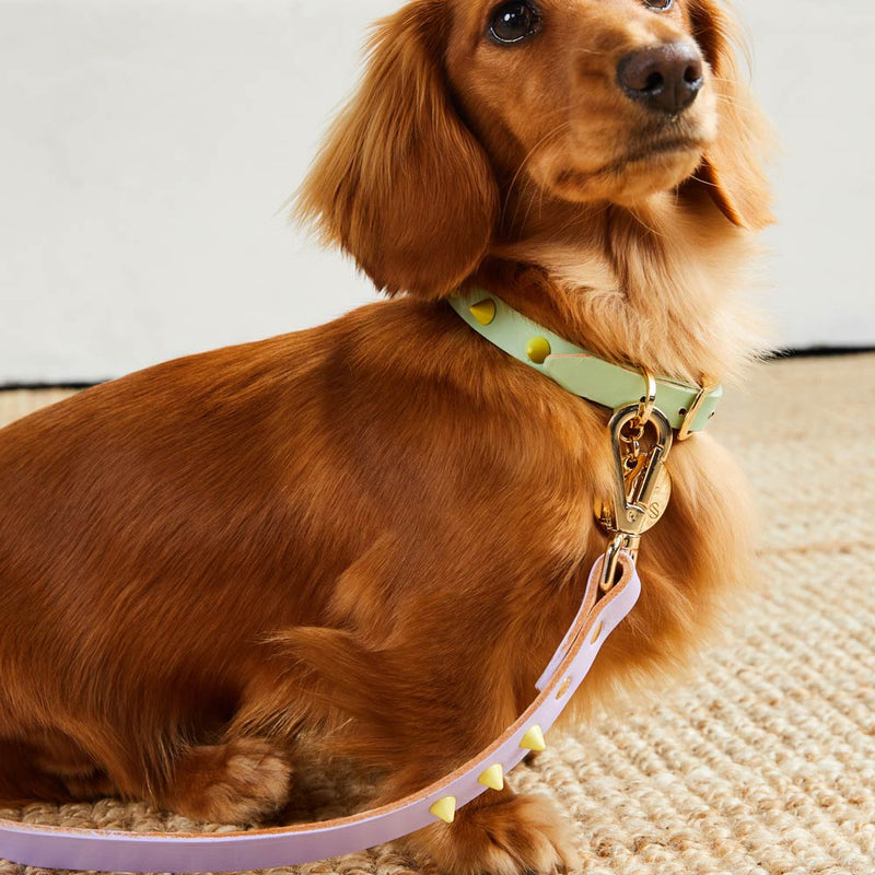 Two Tone Spike Leather Dog Leash - Lilac