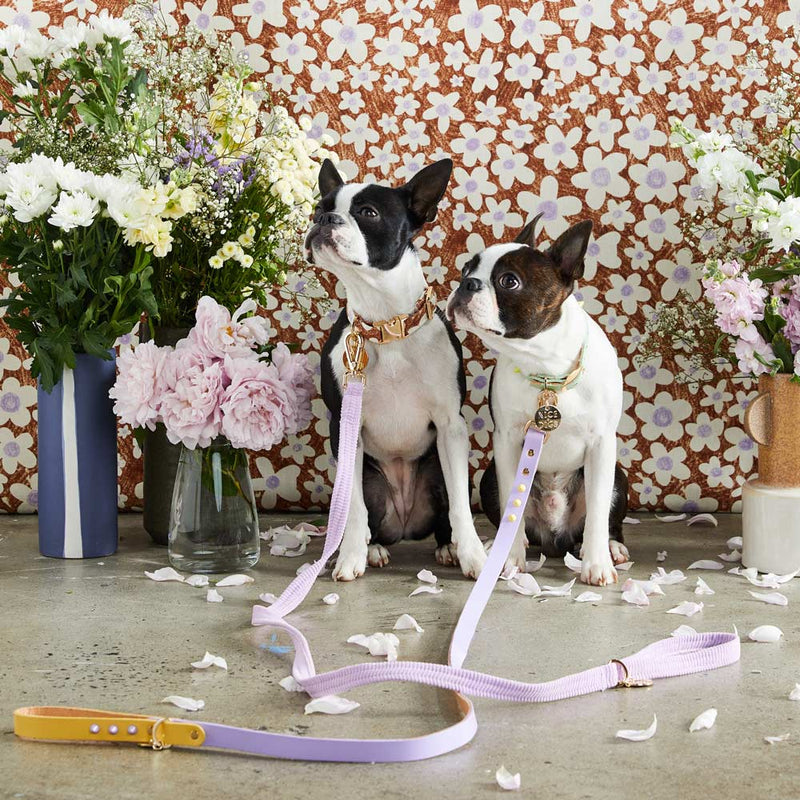 Two Tone Spike Leather Dog Leash - Lilac