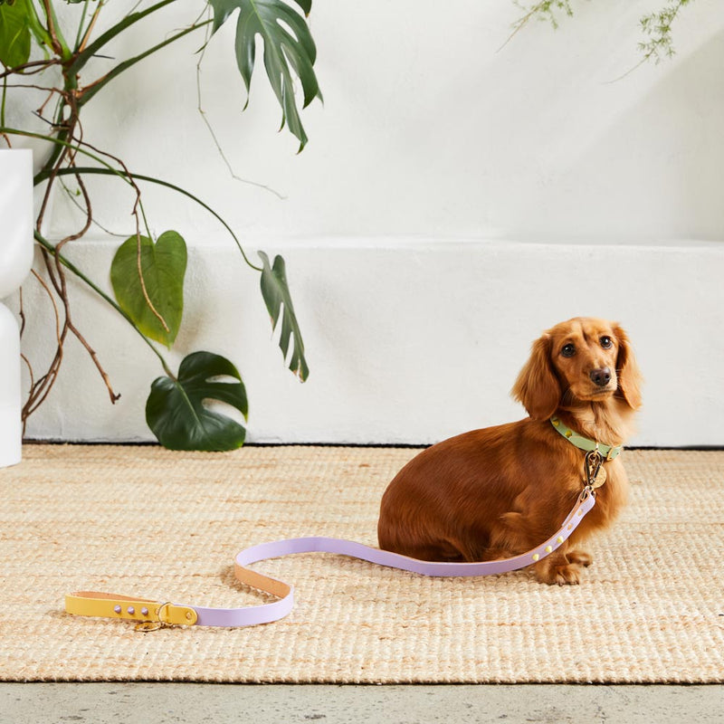 Two Tone Spike Leather Dog Leash - Lilac